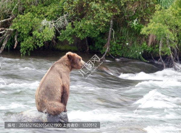 Brown,Bear坐在大巖石