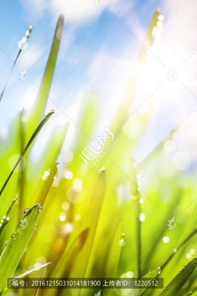 春天的抽象的自然背景
