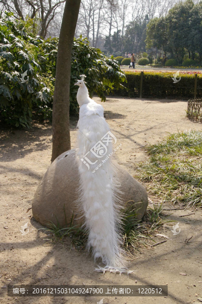 在動(dòng)物園的白孔雀