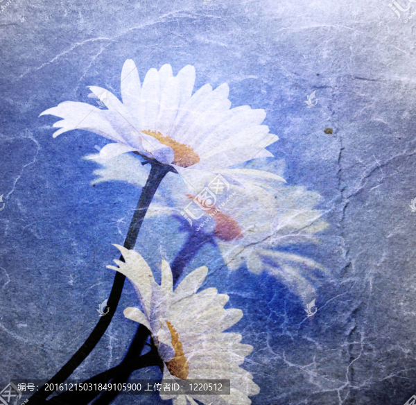 大的背景與雛菊