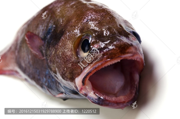 布朗hakeling