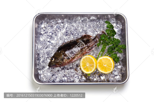 蝎子魚
