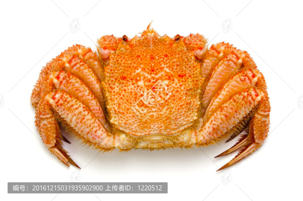毛蟹