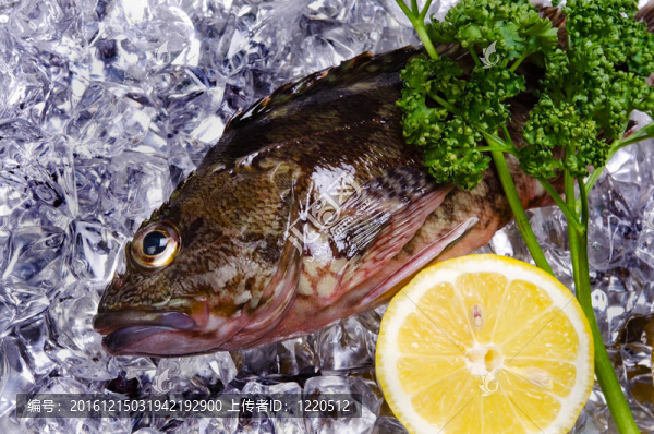 蝎子魚(yú)