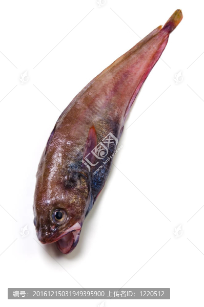 布朗hakeling