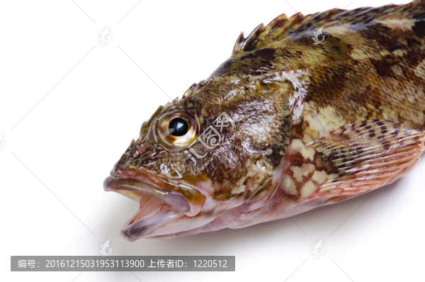 蝎子魚