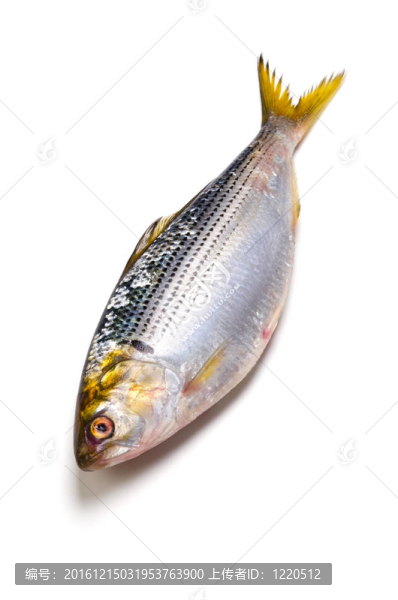 螺紋鰣魚