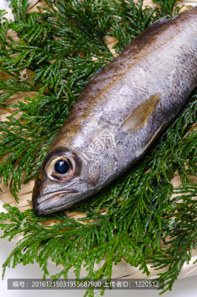 gnomefish