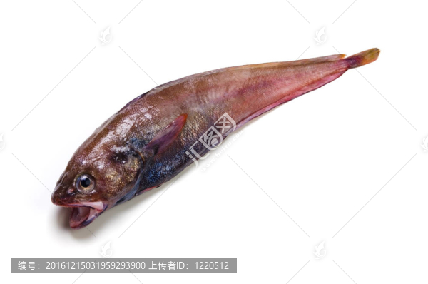 布朗hakeling