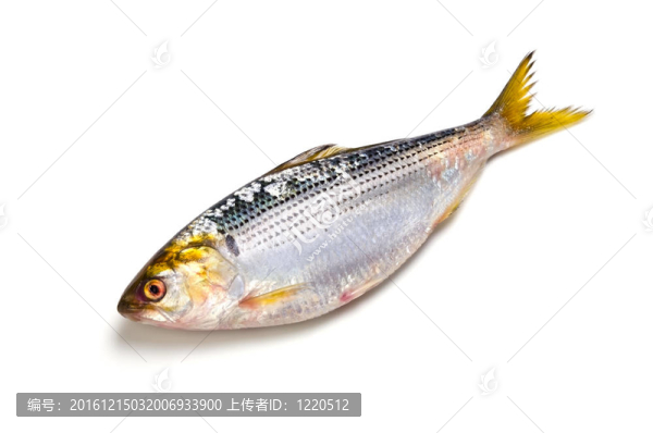 螺紋鰣魚