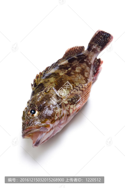 蝎子魚