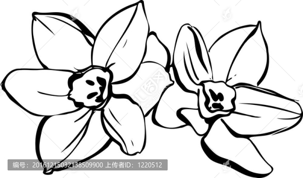 在白色背景的水仙花數(shù)