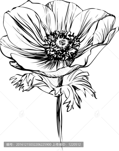莖上的罌粟花