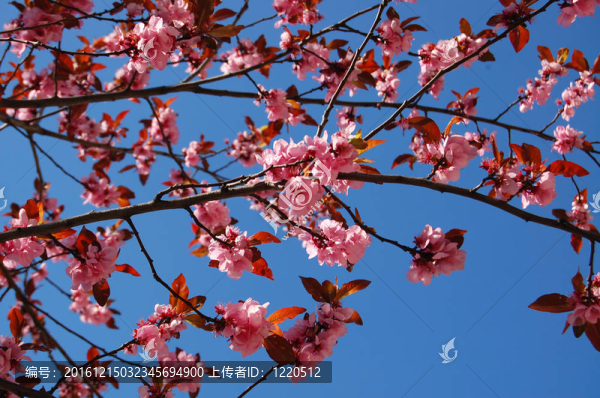 櫻花樹枝