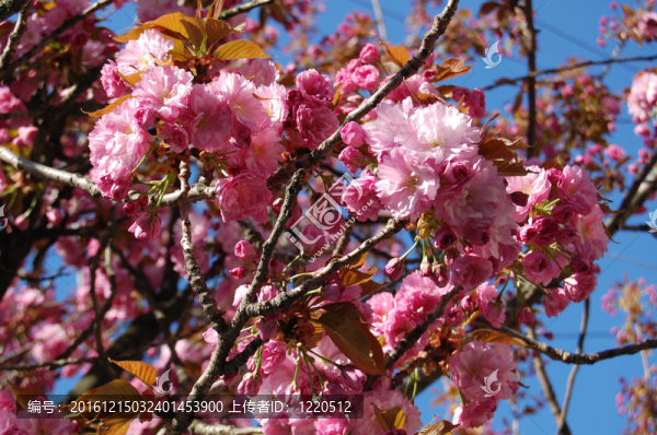 櫻花開花