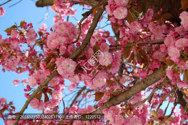 櫻花開(kāi)花