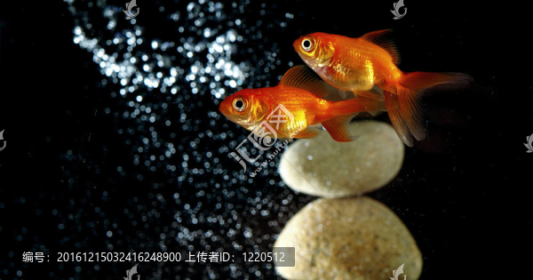 水族中的金魚