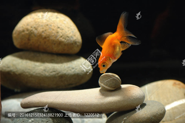 金魚在魚缸里