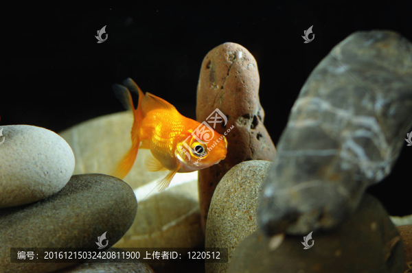 金魚在魚缸里