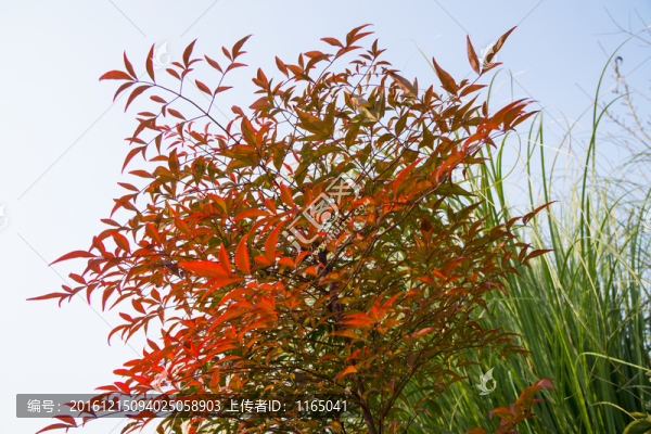 紅葉