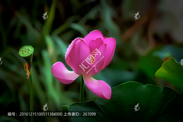 荷花