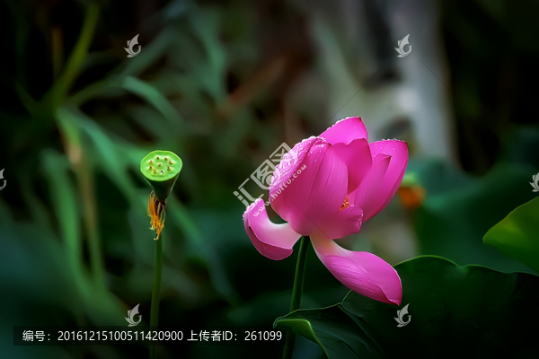 荷花