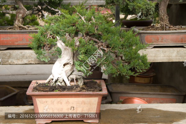 柏樹(shù),盆景,中國(guó)唐苑