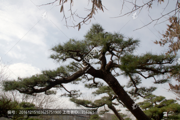 黑松,盆景