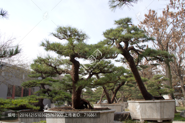 黑松,大型盆景