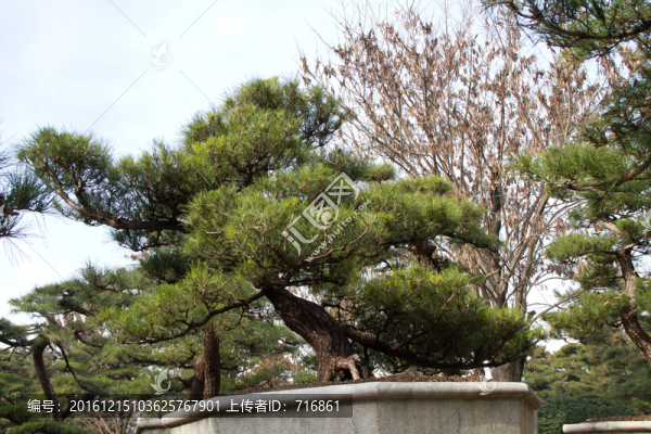 黑松,盆景