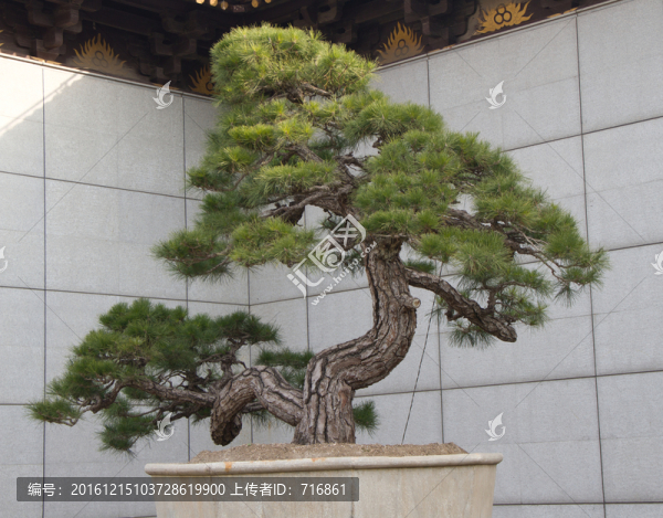黑松,大型盆景
