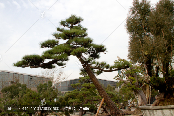 黑松,大型盆景