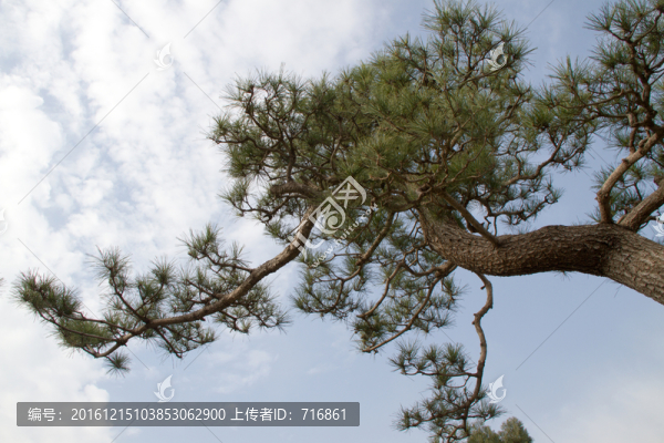 黑松,室外大型盆景