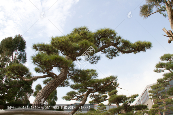 黑松,室外大型盆景