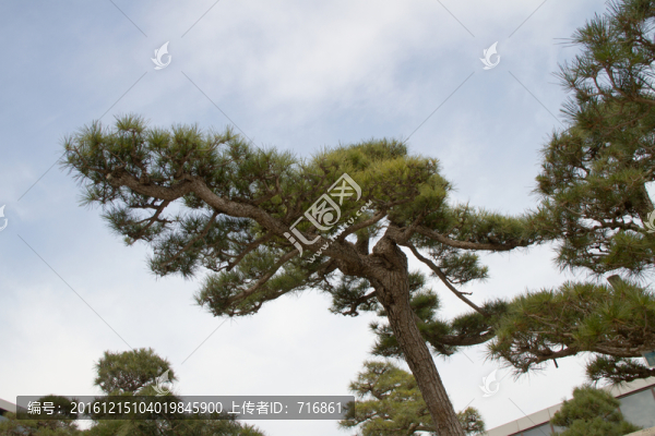 黑松,室外大型盆景