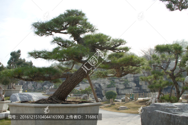 黑松,室外大型盆景
