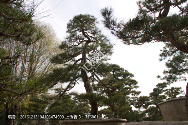 黑松,室外大型盆景