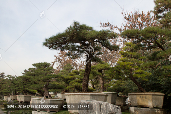 黑松,室外大型盆景