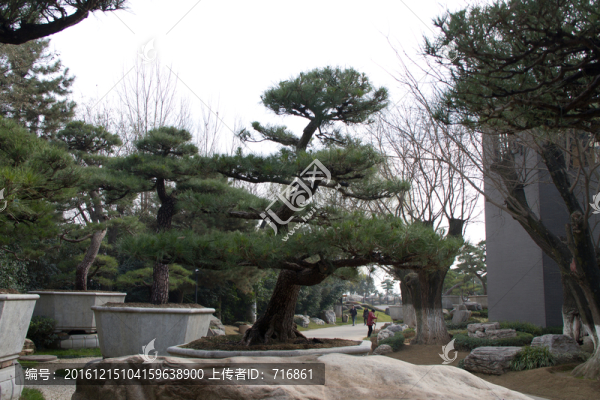 黑松,室外大型盆景