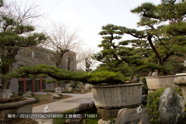 黑松,室外大型盆景