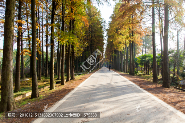 秋天道路兩旁的樹