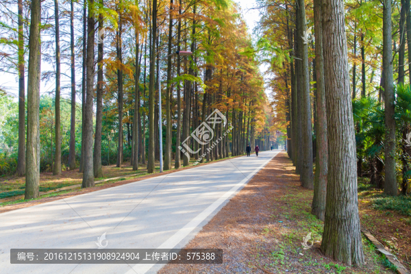 秋天道路兩旁的樹(shù)