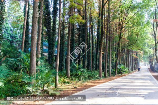 秋天道路兩旁的樹(shù)