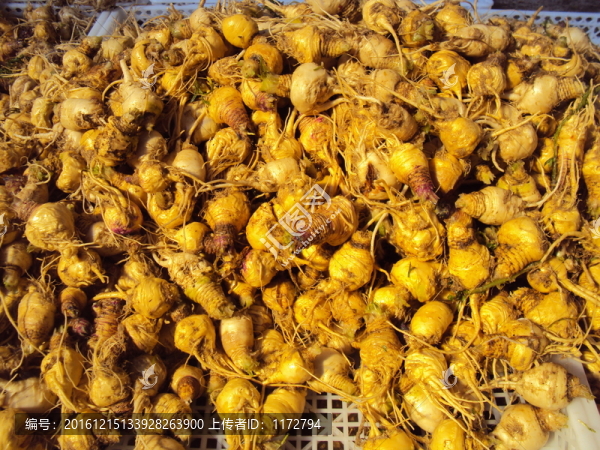 瑪咖瑪卡馬卡瑪咔新鮮瑪咖加工