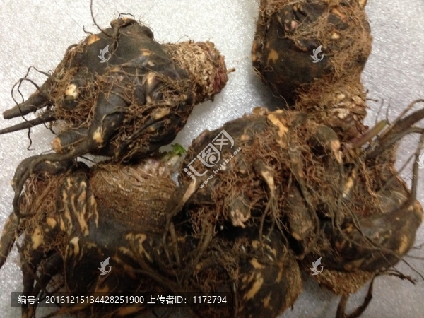 瑪咖瑪卡馬卡瑪咔黑瑪咖