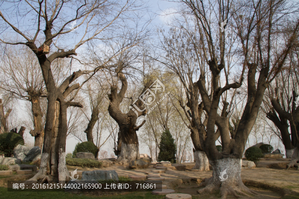 皂角樹,古樹