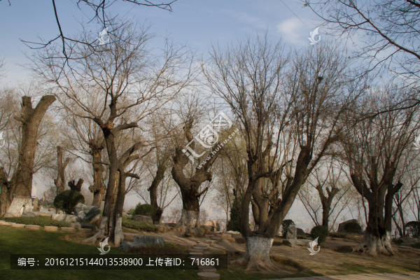 皂角樹(shù),古樹(shù)