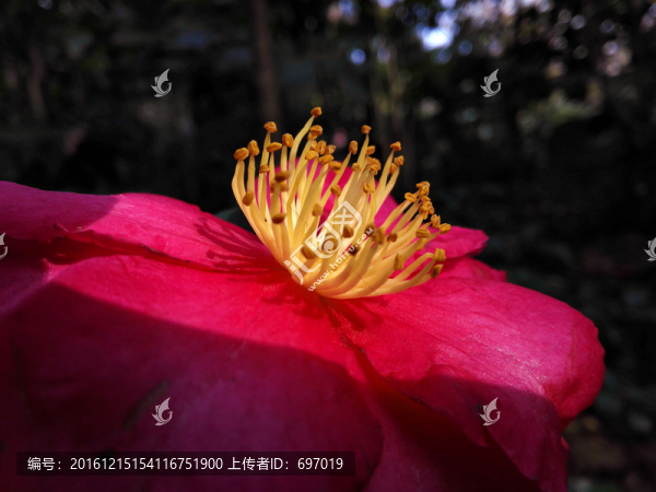 醉人山茶花