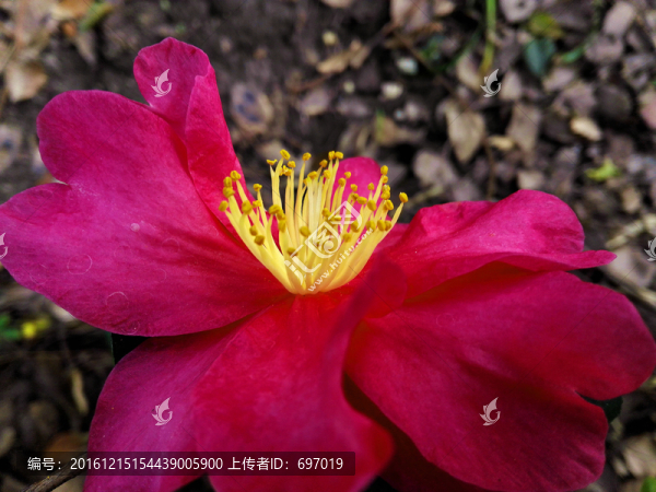醉人山茶花
