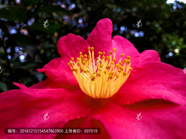 醉人山茶花